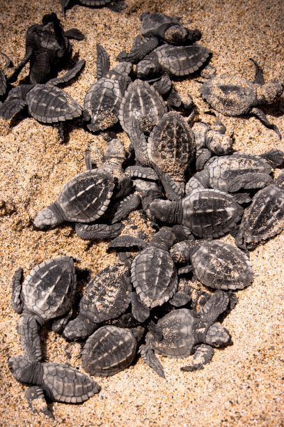Puerto Vallarta inició como cada año, la liberación de tortugas 