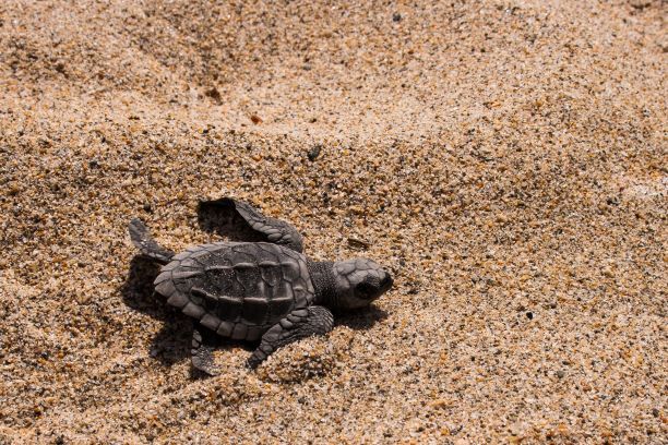 Puerto Vallarta inició como cada año, la liberación de tortugas 