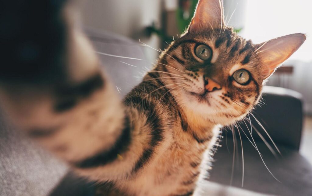 Royal Canin impulsa Jornada de Esterilización en la CDMX