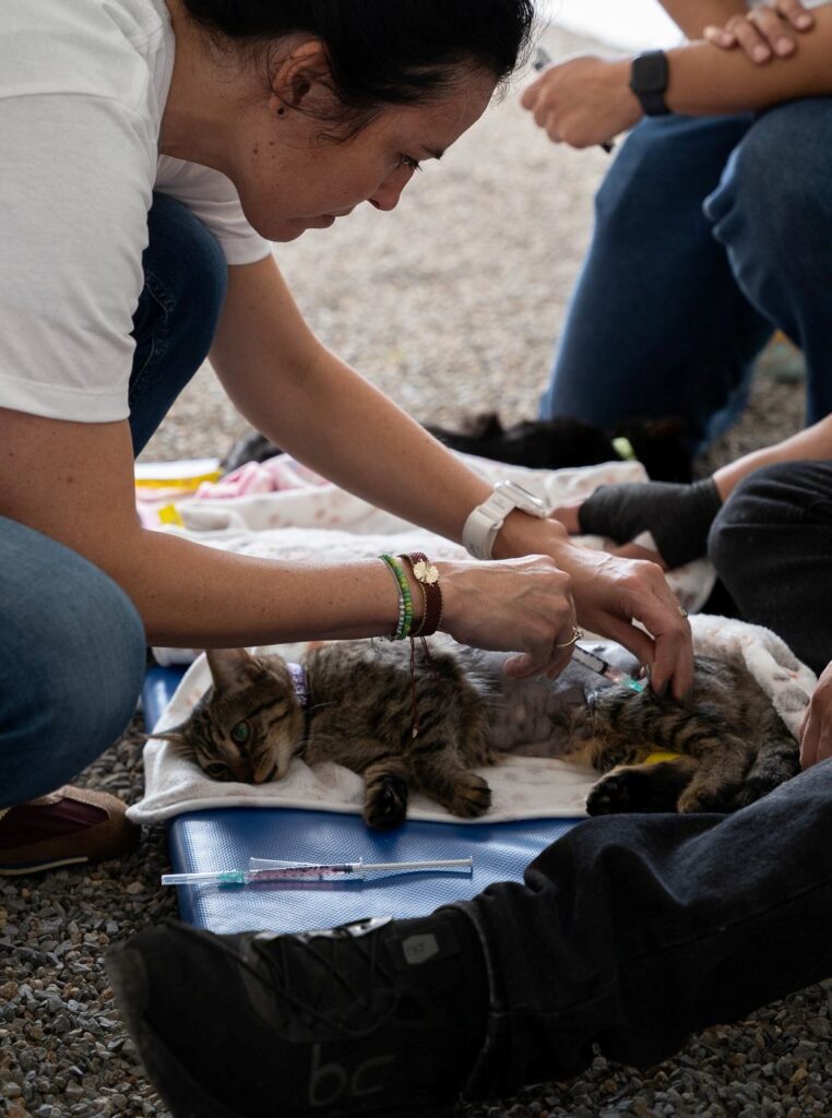 Royal Canin impulsa Jornada de Esterilización en la CDMX