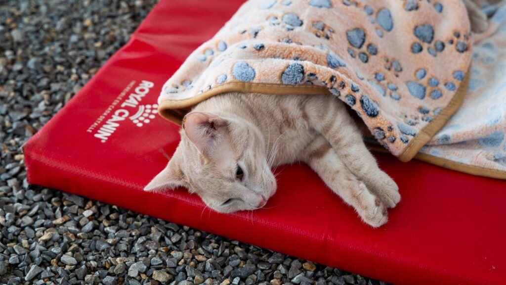 Royal Canin impulsa Jornada de Esterilización en la CDMX