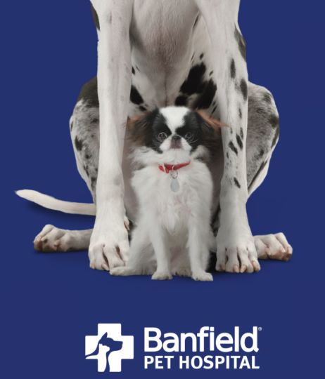 Banfield Pet Hospital: El mejor cuidado para tu perro