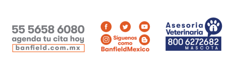 Banfield Pet Hospital: El mejor cuidado para tu perro