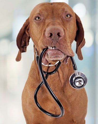 Banfield Pet Hospital: El mejor cuidado para tu perro