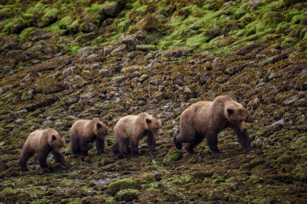 Animales fantásticos de Canadá y dónde encontrarlos