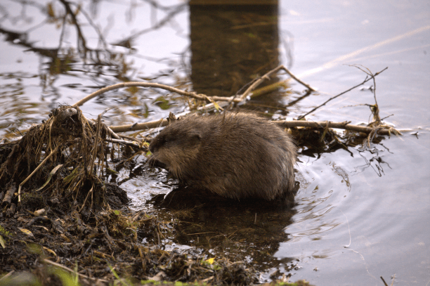 Animales fantásticos de Canadá y dónde encontrarlos