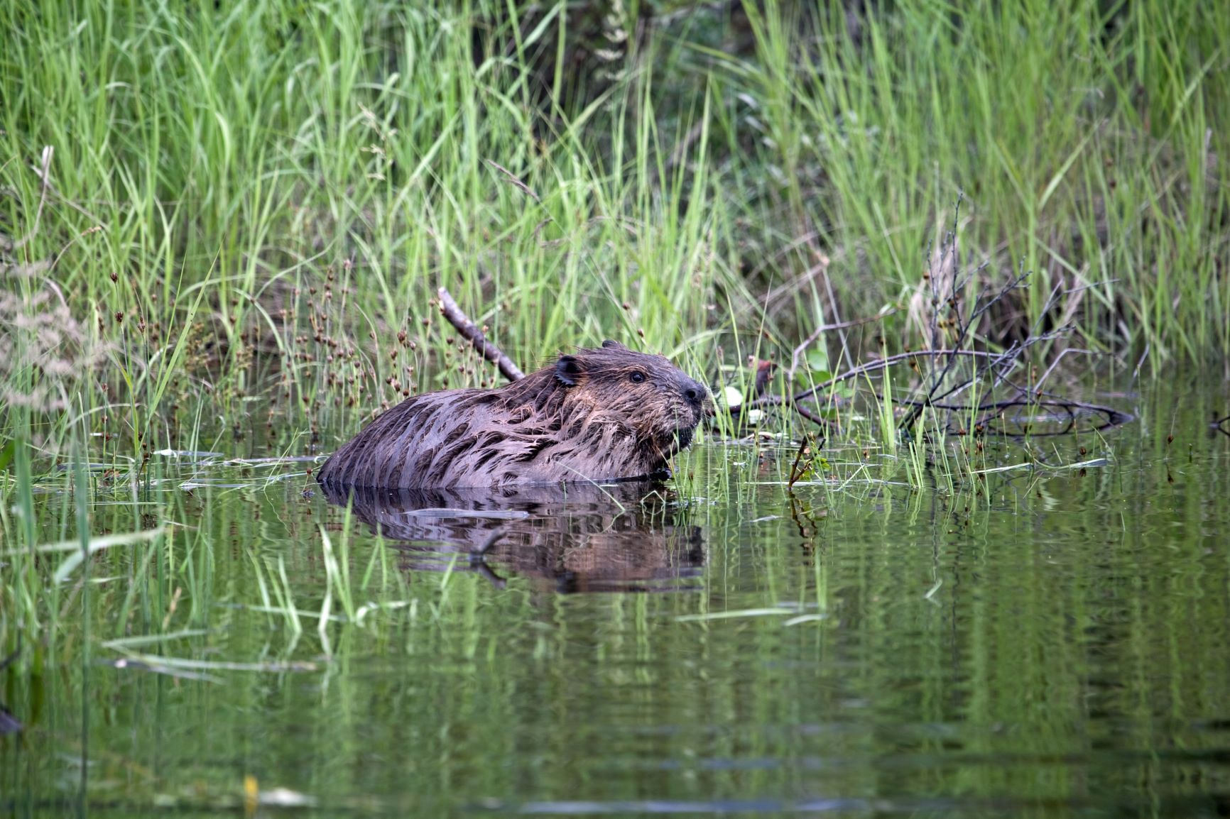 Animales fantásticos de Canadá y dónde encontrarlos