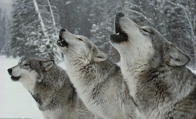 Animales fantásticos de Canadá y dónde encontrarlos