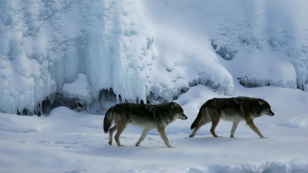 Animales fantásticos de Canadá y dónde encontrarlos