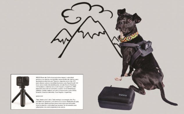 gopro Perritos y artículos must-have: Una galería que te enamorará