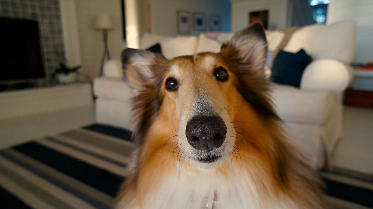 Trucos para fotografiar como un pro a tu mascota