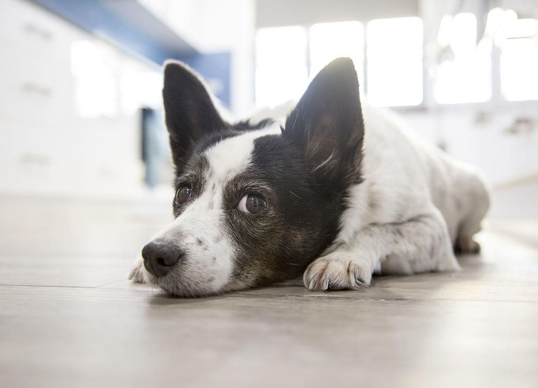 Trucos para fotografiar como un pro a tu mascota
