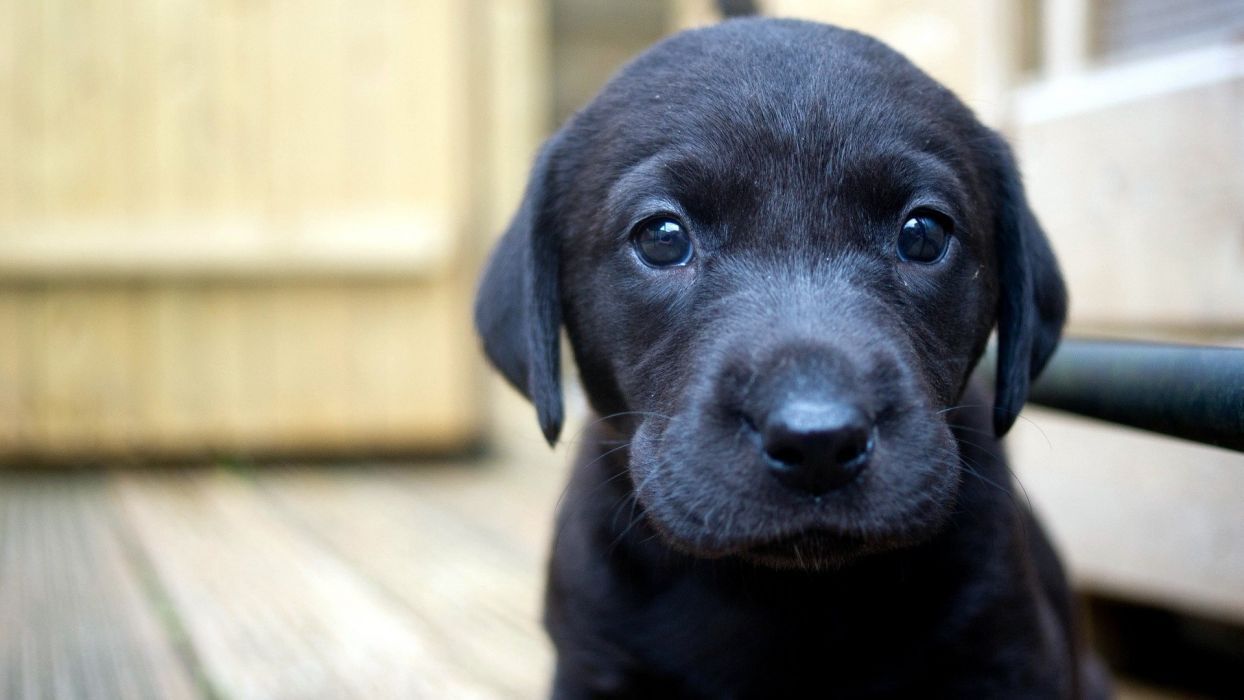Trucos para fotografiar como un pro a tu mascota