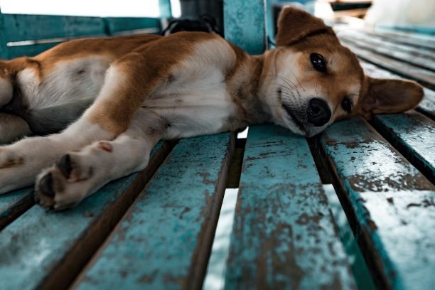 Trucos para fotografiar como un pro a tu mascota