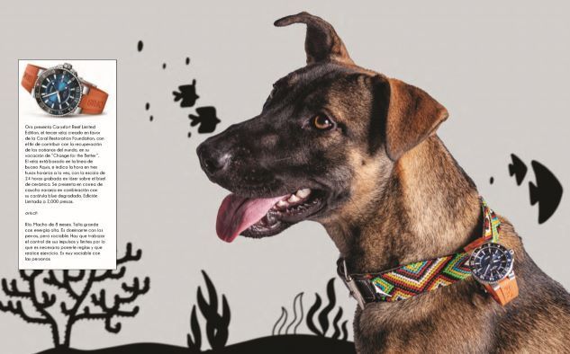 reloj Perritos y artículos must-have: Una galería que te enamorará