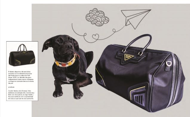 prada Perritos y artículos must-have: Una galería que te enamorará