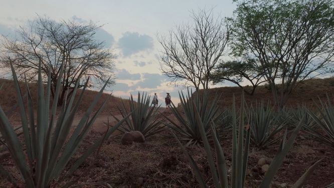 tequila jalisco
