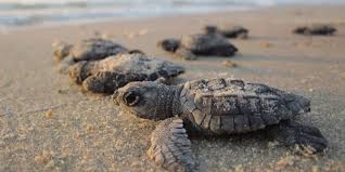Puerto Vallarta inició como cada año, la liberación de tortugas 