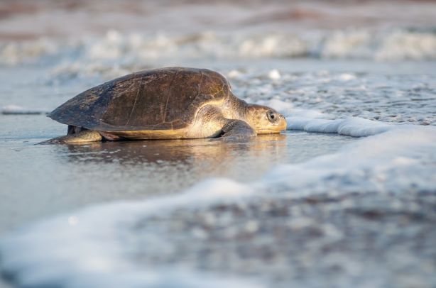 Puerto Vallarta inició como cada año, la liberación de tortugas 