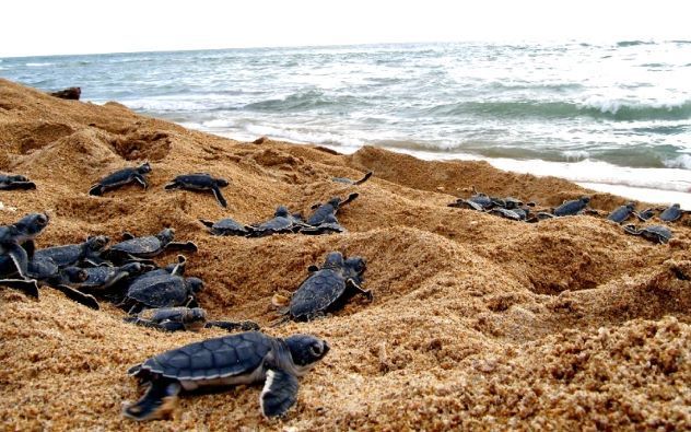 Puerto Vallarta inició como cada año, la liberación de tortugas