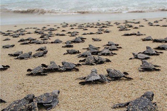 Puerto Vallarta inició como cada año, la liberación de tortugas